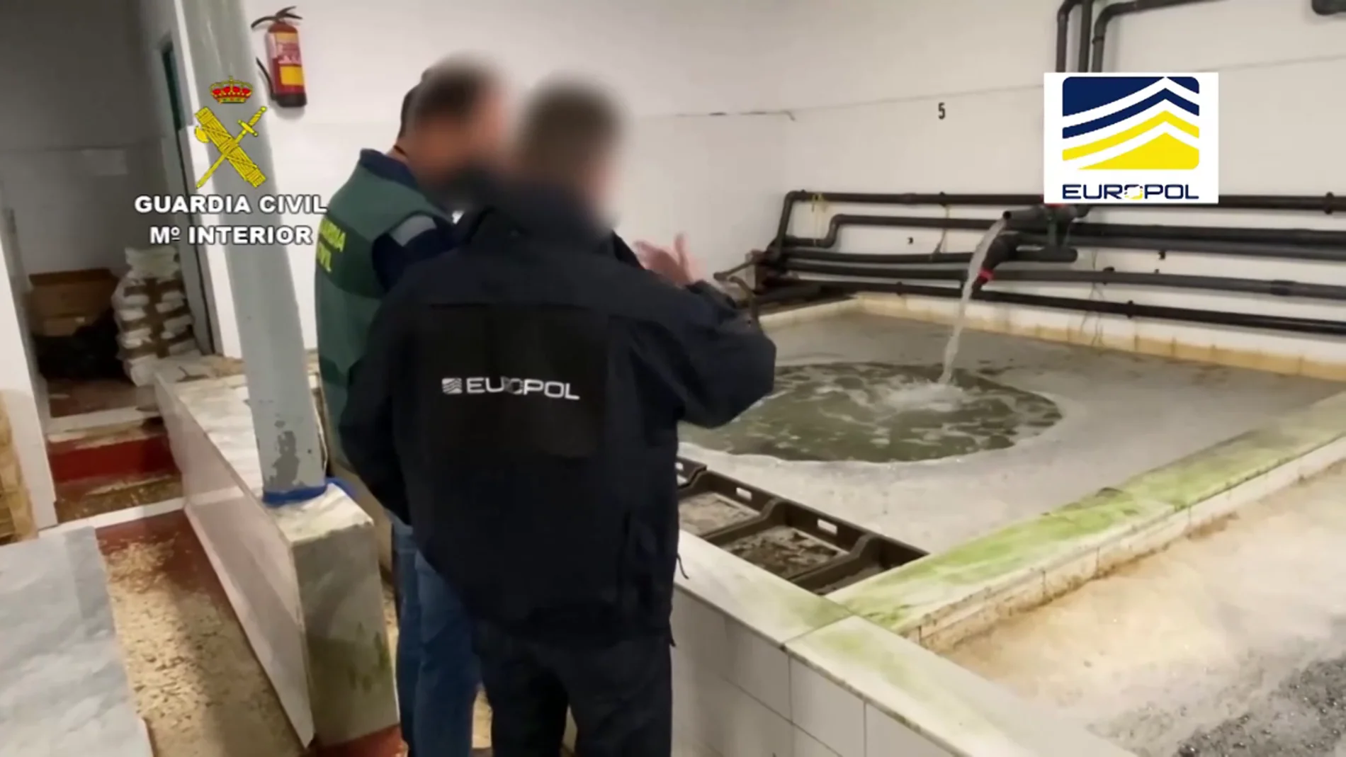 La Guardia Civil interviene en Huelva 16 toneladas de moluscos procedentes del marisqueo ilegal
