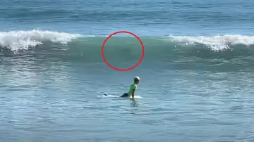 El momento en que un par de tiburones siembran el pánico en un campeonato junior de surf en Estados Unidos El momento en que un par de tiburones siembran el pánico en un campeonato junior de surf en Estados Unidos
