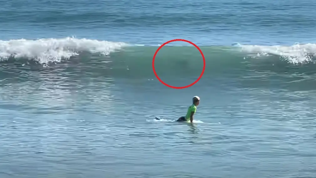 El momento en que un par de tiburones siembran el p&aacute;nico en un campeonato junior de surf en Estados Unidos