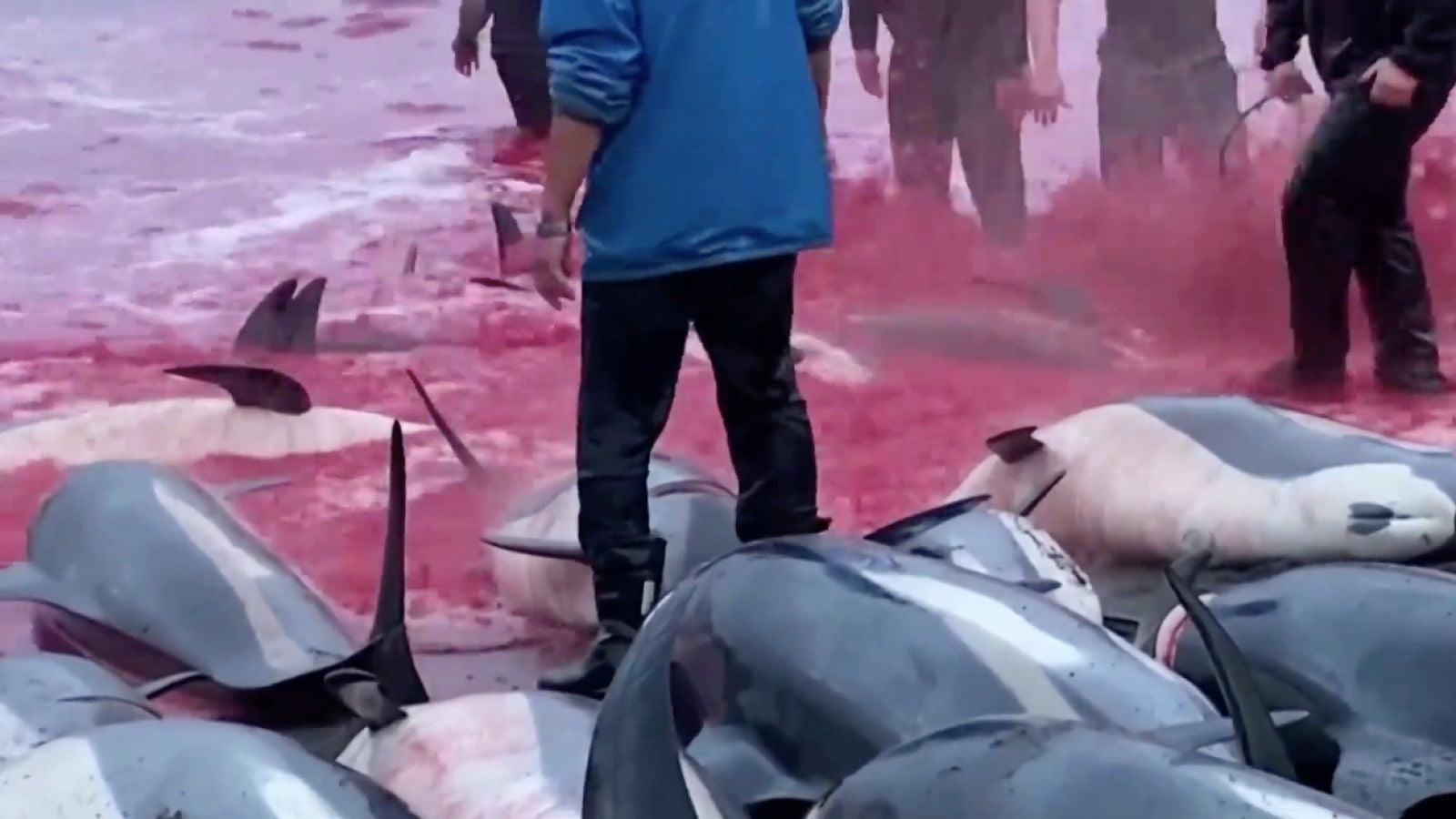 Matanza de más de 1.400 delfines en una polémica cacería en las islas Feroe