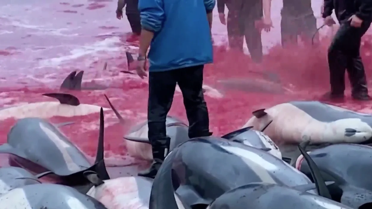 Matanza delfines 