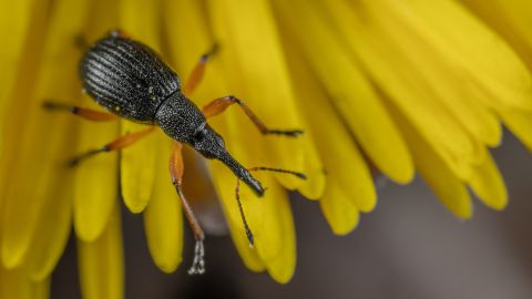 Gorgojo en un girasol