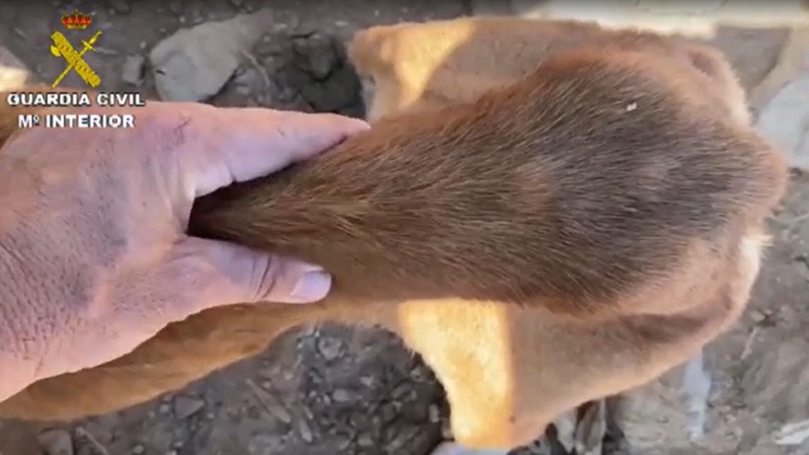 Mantenían a 17 perros famélicos y en condiciones insalubres en Gran Canaria