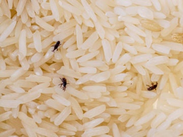 Gorgojos en arroz