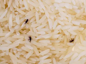 Gorgojos en arroz Gorgojos en arroz