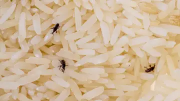 Gorgojos en arroz