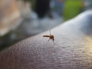 3 afectados por un brote de dengue en Teruel importado de Cuba 3 afectados por un brote de dengue en Teruel importado de Cuba