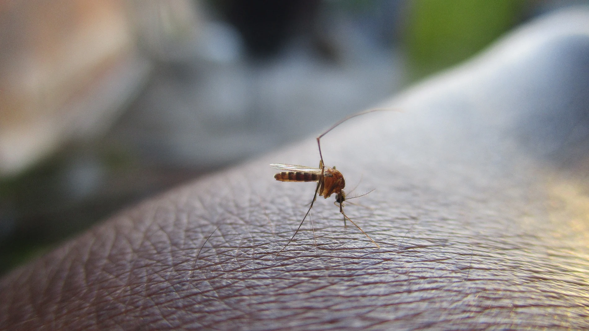 3 afectados por un brote de dengue en Teruel importado de Cuba