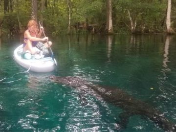El angustioso momento en que un cocodrilo trata de acercarse a una mujer que hacía paddle surf en Florida