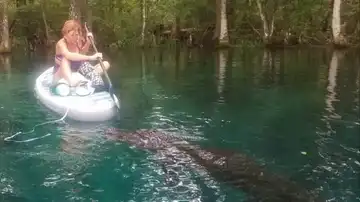 El angustioso momento en que un cocodrilo trata de acercarse a una mujer que hacía paddle surf en Florida El angustioso momento en que un cocodrilo trata de acercarse a una mujer que hacía paddle surf en Florida