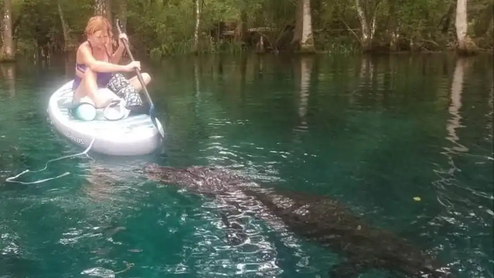 El angustioso momento en que un cocodrilo trata de acercarse a una mujer que hacía paddle surf en Florida El angustioso momento en que un cocodrilo trata de acercarse a una mujer que hacía paddle surf en Florida