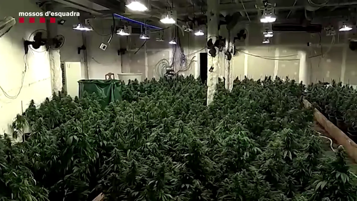 Detenidas 13 personas de un grupo criminal de Sabadell por blanquear 3 millones de euros procedentes de marihuana