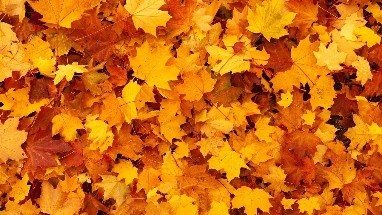 Hojas de otoño Hojas de otoño