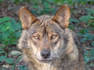 Cazar lobos ibéricos penado con multas de hasta 2 millones de euros