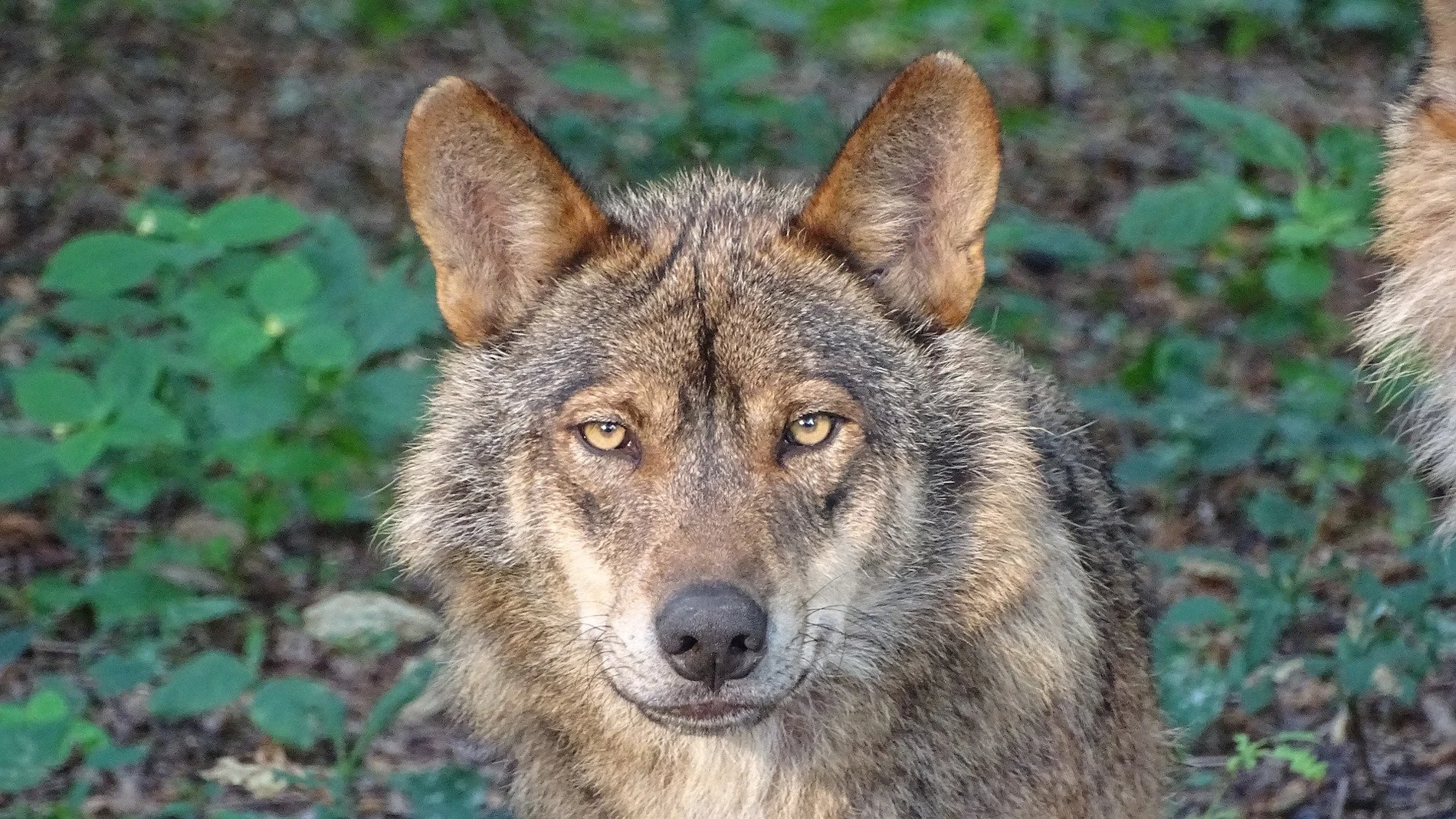 Cazar lobos ibéricos penado con multas de hasta 2 millones de euros