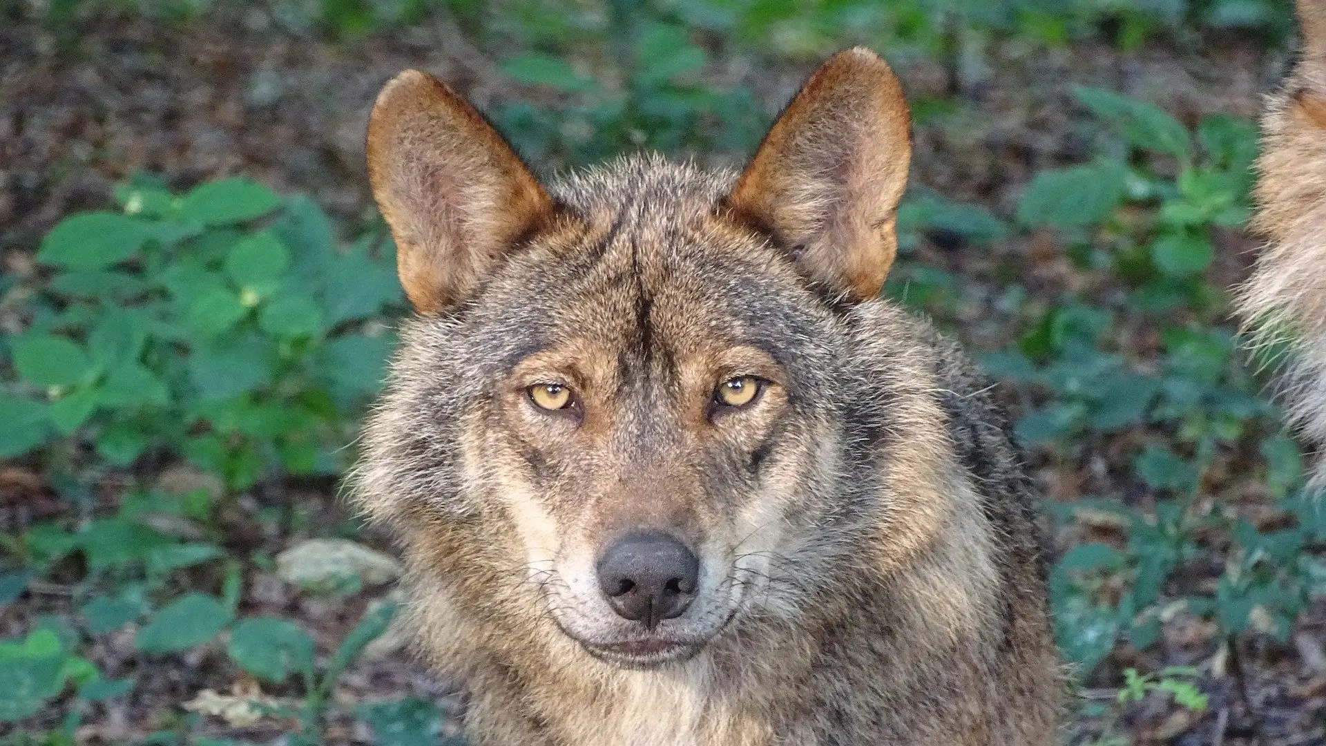 Cazar lobos ibéricos penado con multas de hasta 2 millones de euros Cazar lobos ibéricos penado con multas de hasta 2 millones de euros