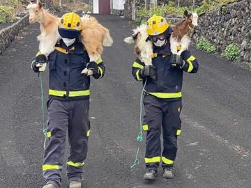 Bomberos desalojando animales de La Palma tras la erupción del volcán