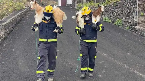 Bomberos desalojando animales de La Palma tras la erupción del volcán Bomberos desalojando animales de La Palma tras la erupción del volcán