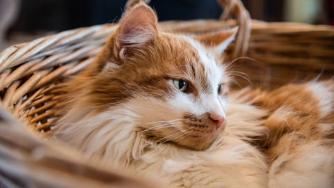 Gato dentro de una cesta