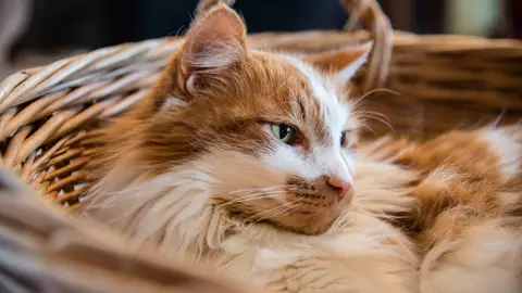 Gato dentro de una cesta Gato dentro de una cesta