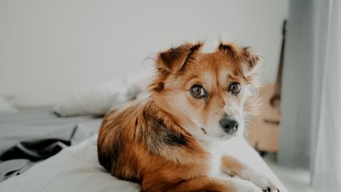 Perro acostado