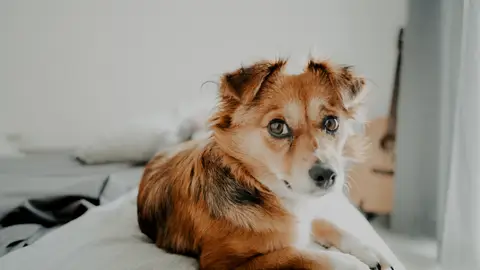 Perro acostado Perro acostado
