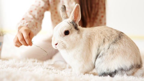 Conejo