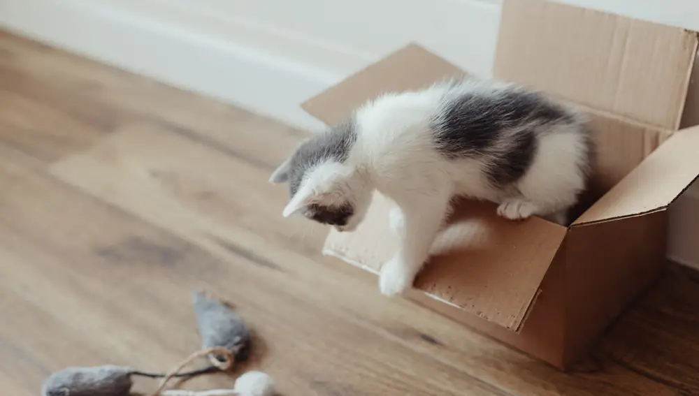 Gato jugando con una caja de cartón