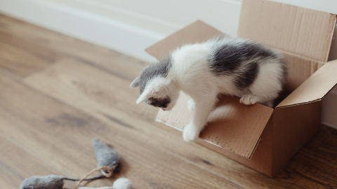 Gato jugando con una caja de cartón