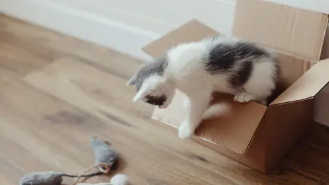 Gato jugando con una caja de cartón Gato jugando con una caja de cartón
