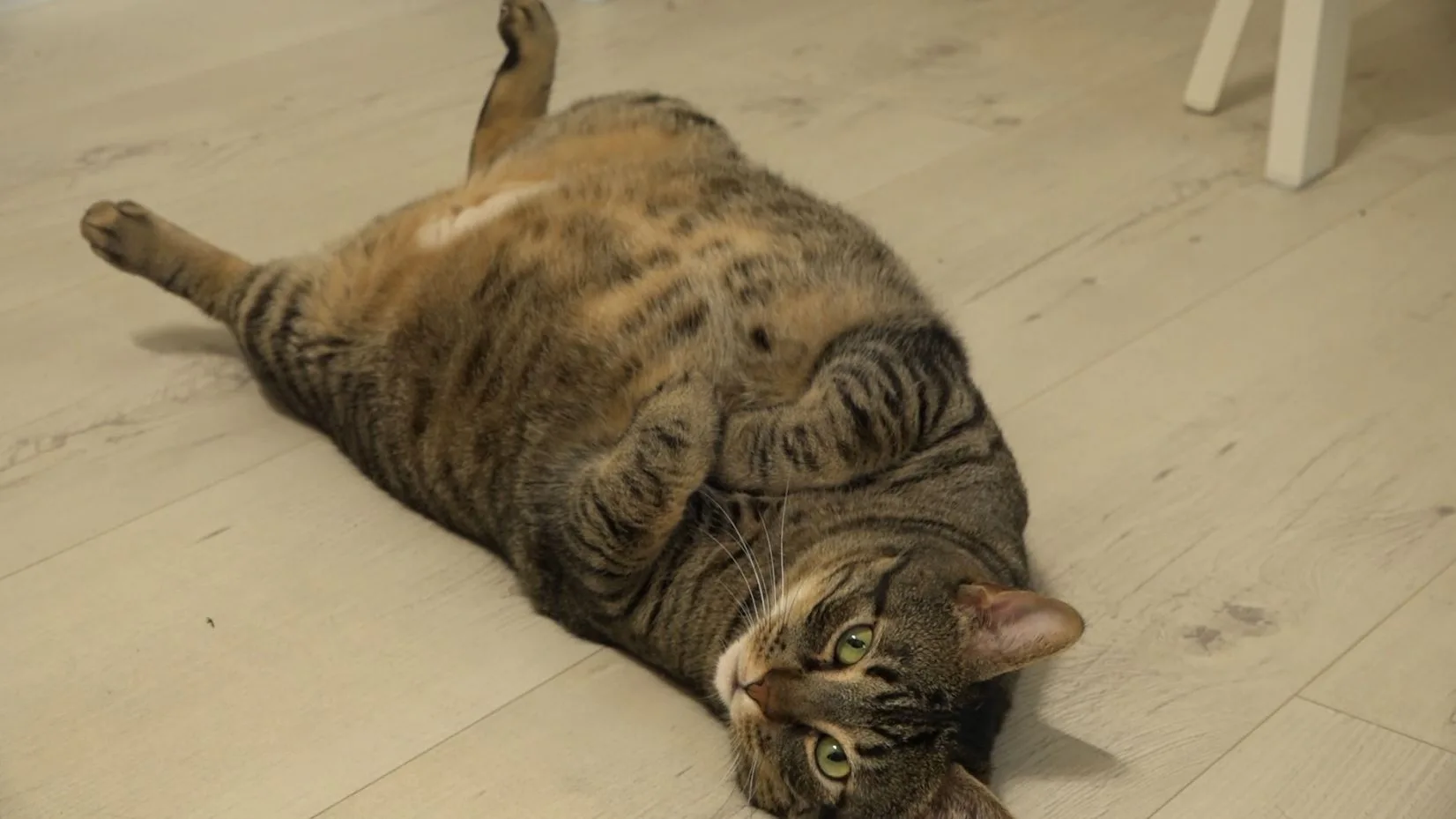 Gato Gato