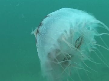 Medusa en el mar