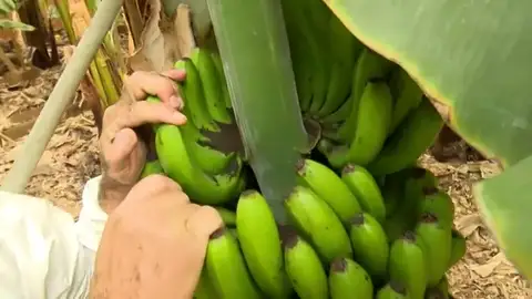 Daños la palma Daños la palma