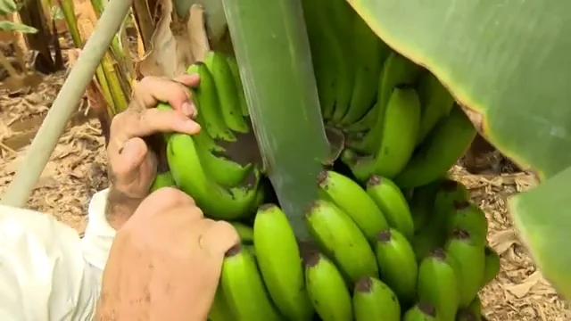 Daños la palma Daños la palma