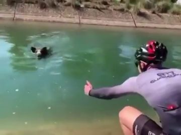 Un jabalí ataca a un ciclista que trataba de ayudarle para que no se ahogara