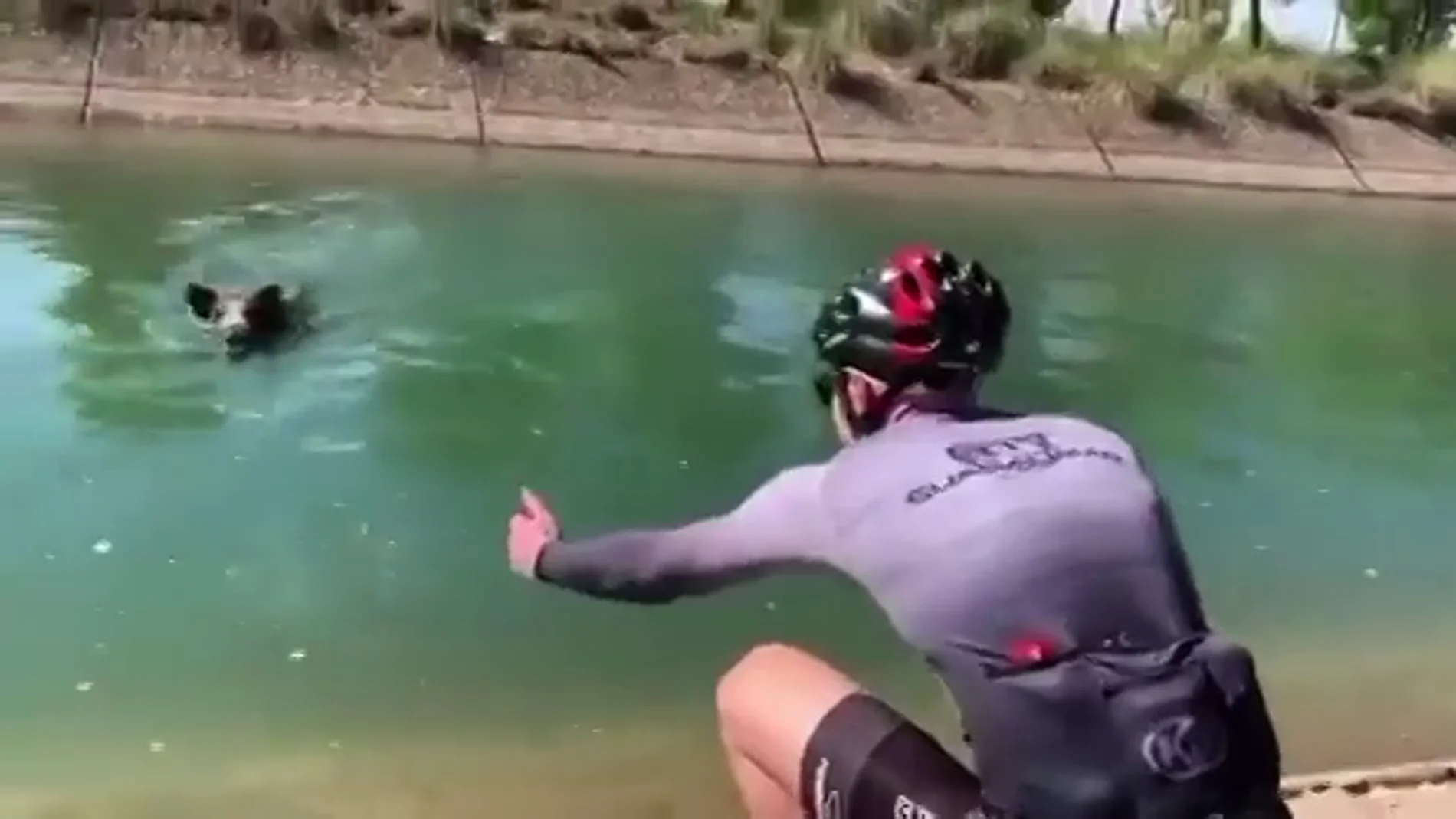 Un jabalí ataca a un ciclista que trataba de ayudarle para que no se ahogara