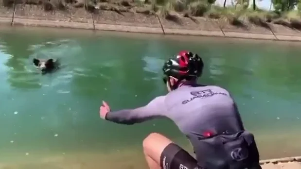 Un jabal&iacute; ataca a un ciclista que trataba de ayudarle para que no se ahogara