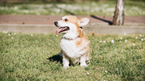 Corgi de paseo