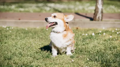 Corgi de paseo Corgi de paseo