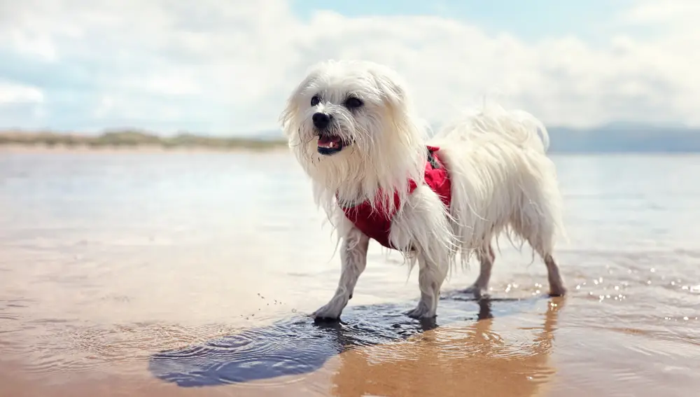 Perro alegre en la playa