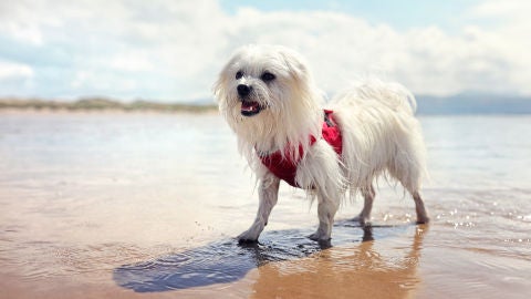 Perro alegre en la playa