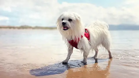 Perro alegre en la playa Perro alegre en la playa