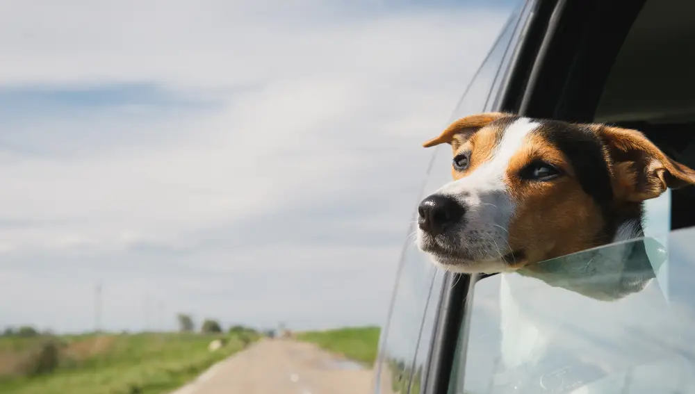 Perro de viaje