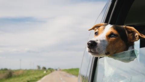 Perro de viaje