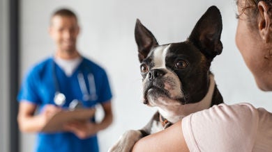 Revisión veterinaria: ¿Qué debo controlar a la vuelta del verano?