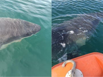 Imágenes del tiburón blanco de 5 metros en el puerto exterior de A Coruña