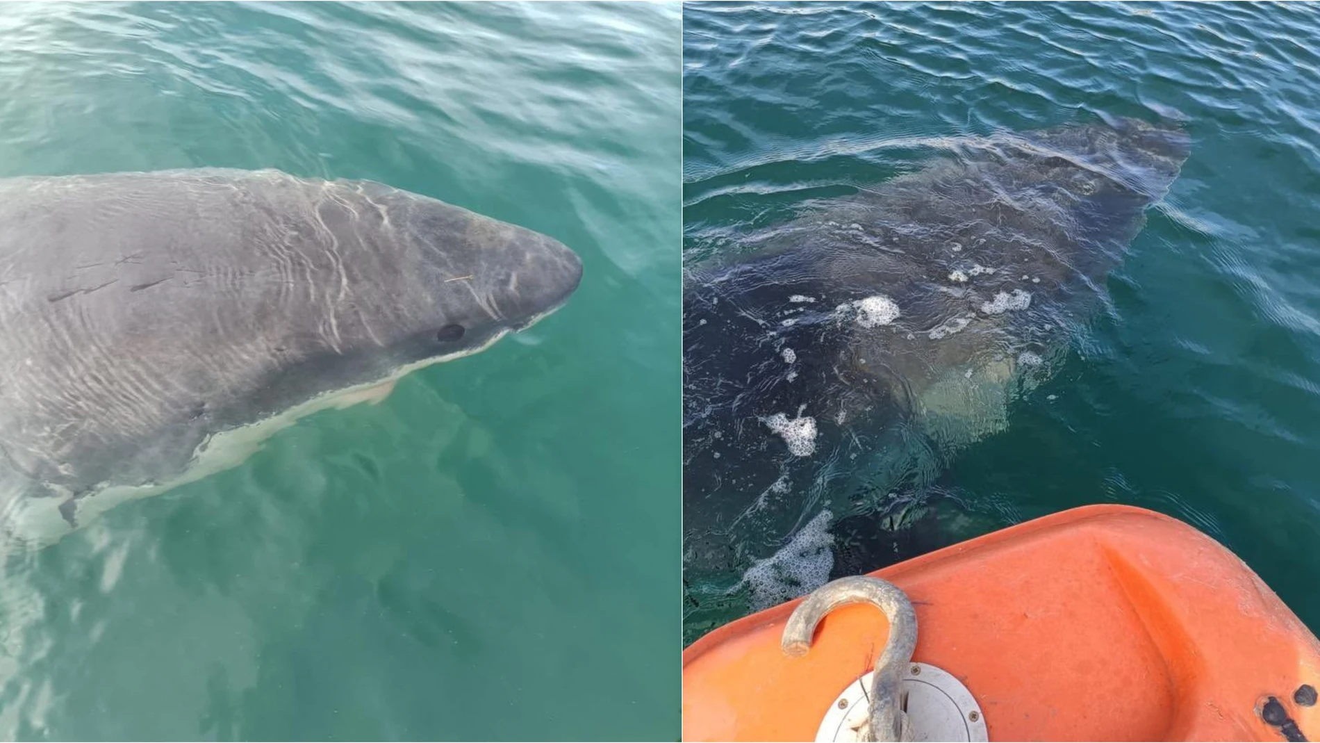 Imágenes del tiburón blanco de 5 metros en el puerto exterior de A Coruña