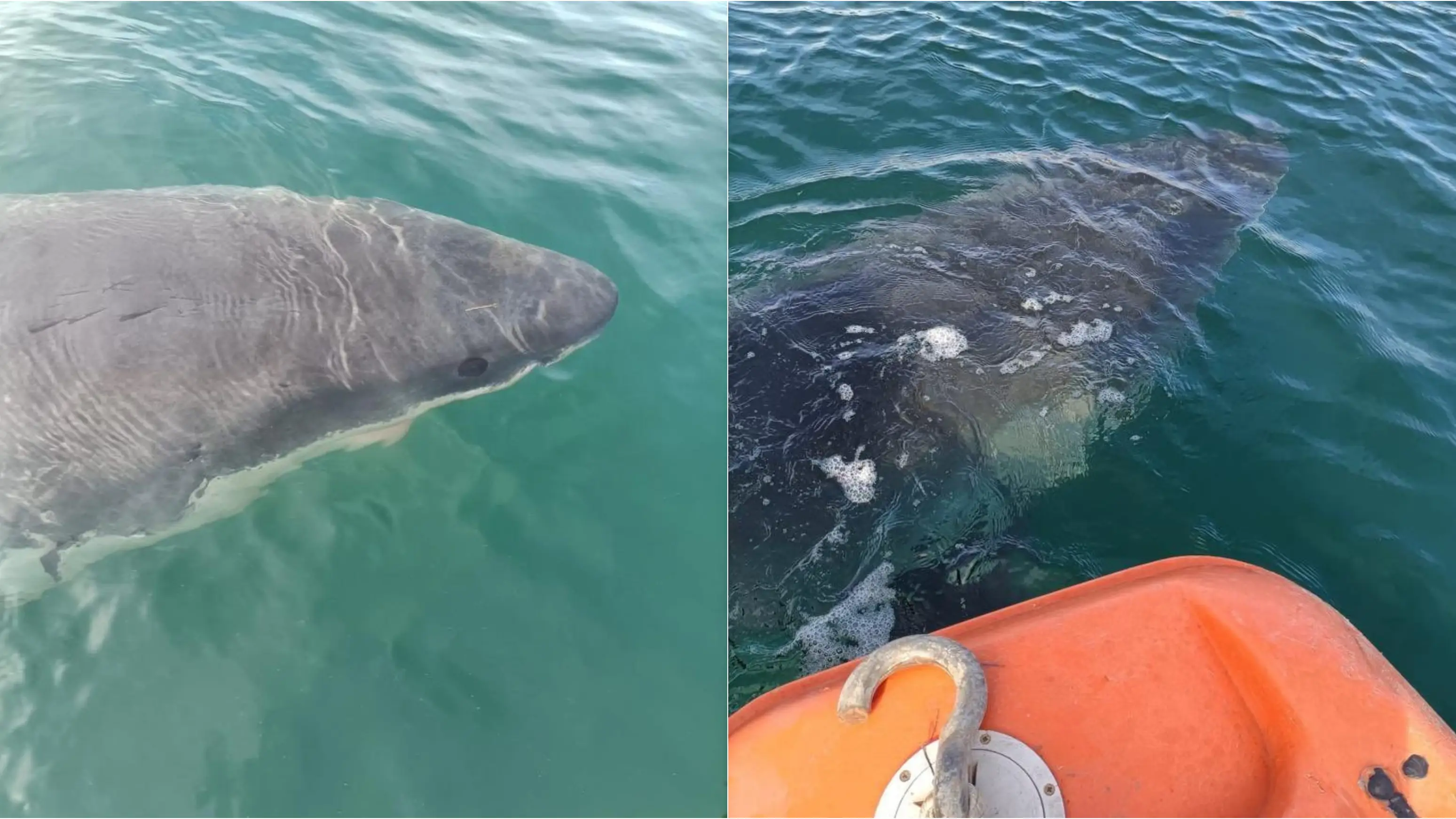 Imágenes del tiburón blanco de 5 metros en el puerto exterior de A Coruña Imágenes del tiburón blanco de 5 metros en el puerto exterior de A Coruña
