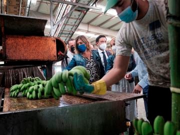 Las pérdidas económicas en el cultivo del plátano en La Palma superan los 30 millones de euros