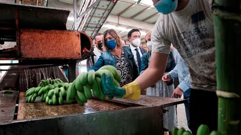 Las pérdidas económicas en el cultivo del plátano en La Palma superan los 30 millones de euros Las pérdidas económicas en el cultivo del plátano en La Palma superan los 30 millones de euros